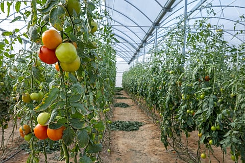 Successful National Food Production Initiative project for sustainable farming in Saudi Arabia uses SABIC’s TRUCIRCLE offering of certified circular polyethylene resins for a durable greenhouse roofing film