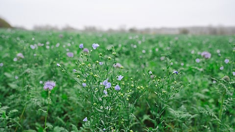 Carlsberg Denmark prepares its first beer with regeneratively grown raw materials