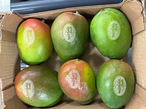 Westfalia Fruit Netherlands introduces sustainable tattooed mangos