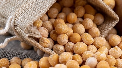 Alfa Laval powers innovative yellow pea processing for Lantmännen