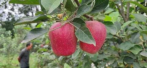 Hariman Sharma honored with Padma Shri for revolutionizing apple cultivation in India