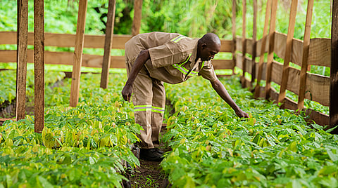 ofi's cocoa business ‘raises regenerative agriculture ambition’ with new 2030 targets