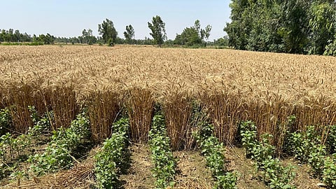 Symrise wins AB InBev Eclipse Bold Steps Ecosystem Award