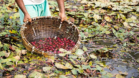 Government boosts food processing in rural and backward regions