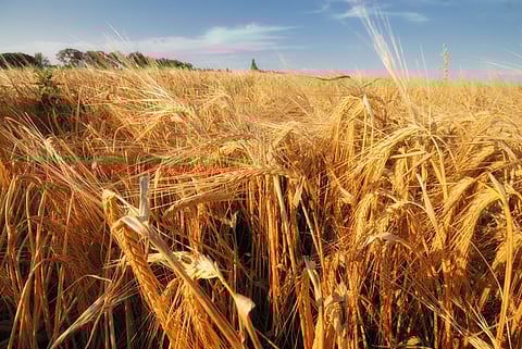 Carlsberg, BCG, and OP2B launch ‘Sowing Change’ report to drive regenerative agriculture in Europe