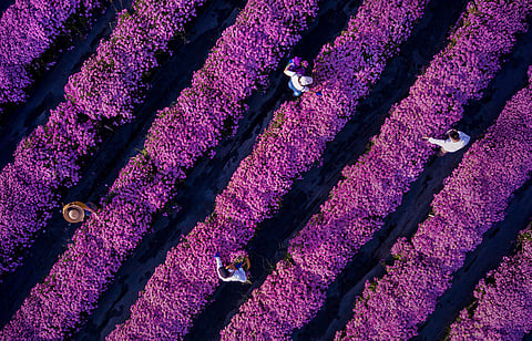 Symrise raises dividend and confirms outlook