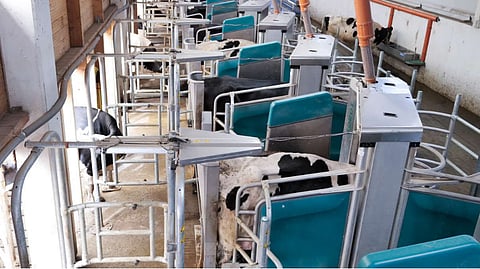 Efficient group milking with DairyRobot: The milking robots in line enable structured and automated batch milking - for predictable processes and high milk quality.
