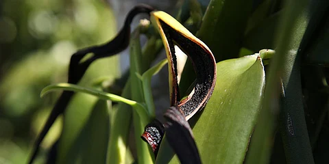 Givaudan introduces Rainforest Alliance certified vanilla extracts for the European market
