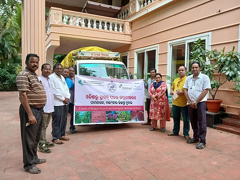 Odisha Dragon fruit export: Balangir farmers ship fresh produce to Dubai