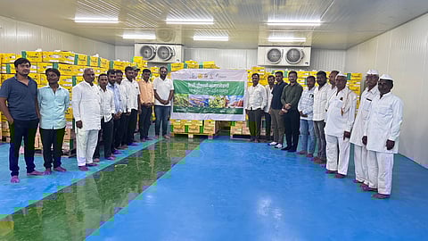 Solapur farmers achieve milestone: First banana export to Oman via Maharashtra SMART Project