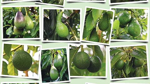 Westfalia Fruit demonstrates the future of Avocados at Fruit Attraction 2025