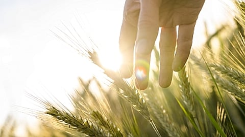 PepsiCo, Mars & ADM partner to advance regenerative agriculture in Poland