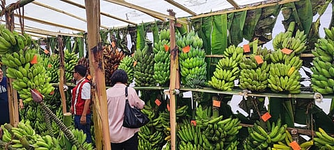 APEDA showcases export potential at the 1st Nagaland Banana Festival 2025 in Wokha