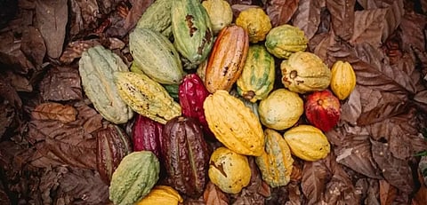 Nestlé and research partners map cocoa diversity to safeguard chocolate's future