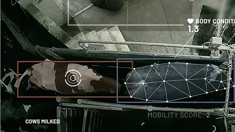 The camera of the CattleEye system captures each cow as they exit the milking parlor, and the dedicated software analyzes its movement pattern and detects possible lameness as well as a body condition score.