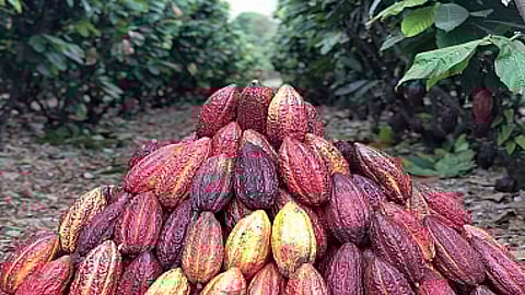 Sucden and Mars announce collaboration for climate-resilient cocoa