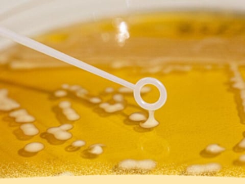 Biospringer by Lesaffre acquires selected IP and technology of PTX Food