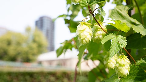 Carlsberg Group decodes hop genetics to secure beer’s future in a warming world