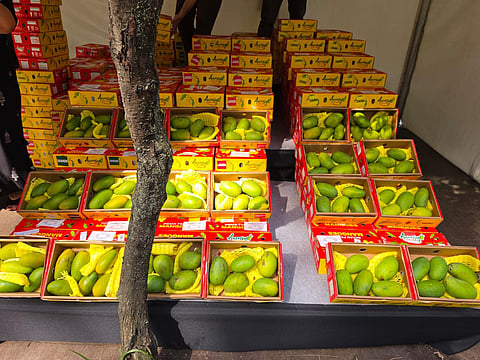 Indian mangoes win hearts in Russia at Indian Summer Bazaar
