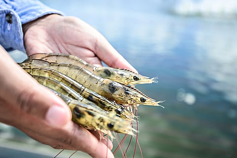 SGS supports the future of seafood at the Responsible Seafood Summit
