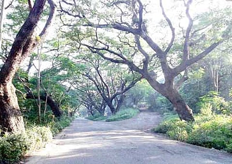 काँक्रिटच्या रस्त्यालाच पडले तडे आरे कॉलनीत खडतर प्रवास