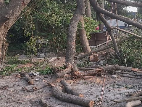 बदलापूरमध्ये पावसाळ्यापूर्वीच झाडे कोसळण्यास सुरुवात