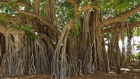 वडाच्या झाडाची फांदी कापणाऱ्यांवर कारवाई होणार