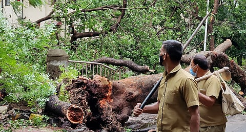 तीन हजार सोसायट्यांना पालिकेच्या उद्यान विभागाकडून नोटिसा