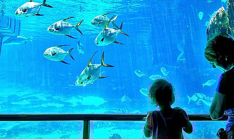 राणी बागेत आंतरराष्ट्रीय दर्जाचे मत्स्यालय उभारणार,असे असेल मत्स्यालय...