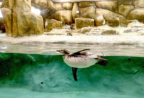 Byculla zoo