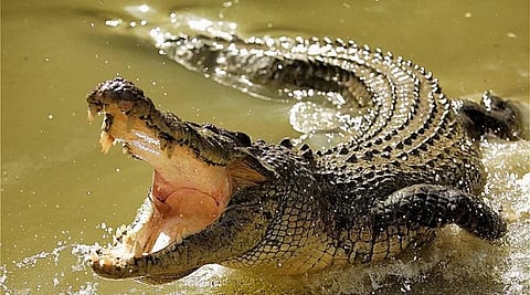 काचेच्या पिंजऱ्यातून मगरींना जवळून पाहता येणार