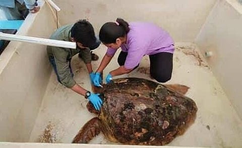मढ बेटावर अडकलेल्या कासवाच्या फुफ्फुस संसर्गावर उपचार सुरू