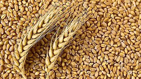 भारत रशियाकडून सवलतीत गहू घेणार