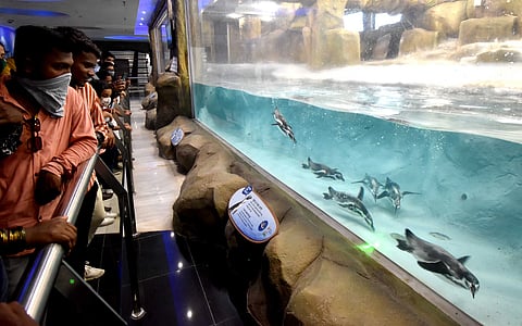 राणीबागेत चार वर्षांत पेंग्विनच्या देखभालीवर १९ कोटींचा खर्च