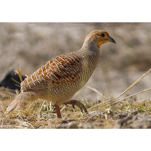 उरणमध्ये आढळला ग्रे फ्रँकोलिन पक्षी