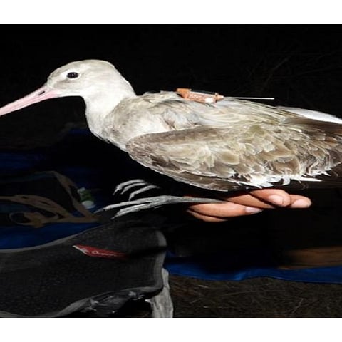 पाणटिवळ्या पक्ष्याने पाच दिवसांत पार केले १० हजार किमीचे अंतर