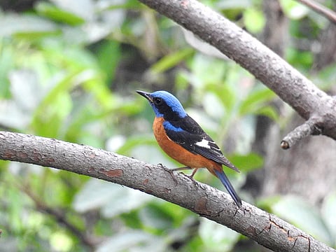 जलाशयाच्या काठांवर पावसाळ्यात पक्षिदर्शन;
निसर्गप्रेमींनसाठी पर्वणी