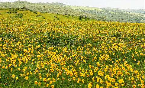सहयाद्री पर्वत रांगांमध्ये सजले रंगबेरंगी रानफुलांचे कासपठार
