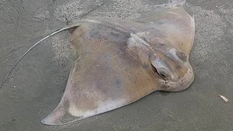 गणेशभक्तांना समुद्रकिनाऱ्यावर ब्लू बॉटल आणि स्टिंग रेचा दंश