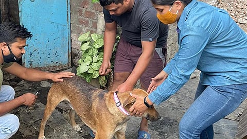 रेबीजमुक्त मुंबईसाठी भटक्या कुत्र्यांचे लसीकरण; २६ फेब्रुवारी ते १ मार्चपर्यंत विशेष मोहीम राबवणार