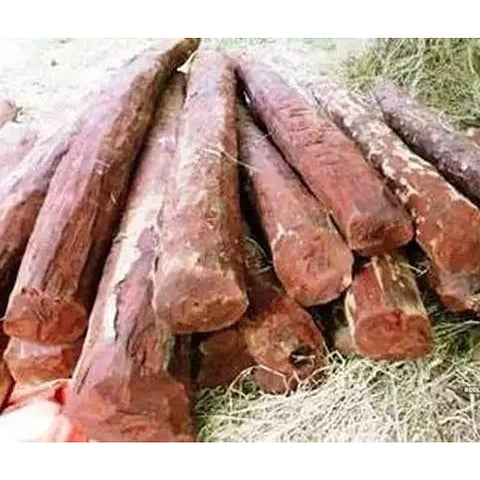 दुबईतून आलेल्या कंटेनरमधून अडीच कोटींचे रक्तचंदन केले जप्त