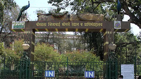 Mumbai : यंदा राणी बागेकडे पर्यटकांचा ओढा रोडावला; BMC च्या महसुलात घट