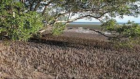 उरणच्या २२०० हेक्टर खारफुटींचे संरक्षण होणार