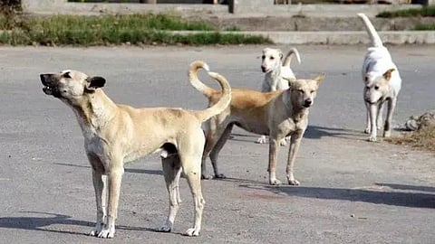 Pune : दौंडमधील म्हसोबाच्या यात्रेत पिसाळलेला कुत्रा घुसला आणि....