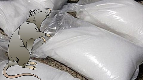 उंदरांनी फस्त केले ड्रग्स? पोलिसांनी केला अजब दावा