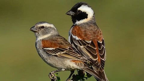 World Sparrow Day 2023 : या चिमण्यांनो परत फिरा रे...