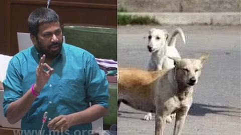 भटक्या कुत्र्यांवरून विधानसभेत चर्चा; बच्चू कडूंनी दिला सल्ला, नेमकं काय घडलं?