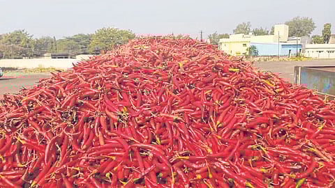 लाल मिरचीच्या वाढत्या दराचा ठसका