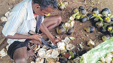 वाढत्या उष्णतेत नागरिकांना ताडगोळ्यांचा गारवा