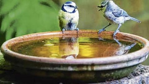 ओंजळभर पाणी, मूठभर दाणे; ठेवाल का कुणी आमच्यासाठी?